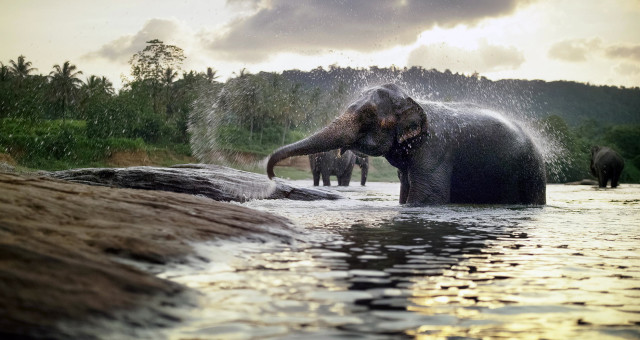 Sri-Lanka